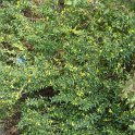 Berberis x 'Chenaultii' P3 P30
